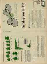 Better Homes & Gardens April 1956 Magazine Article: How to keep cooler with trees