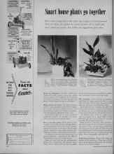 Better Homes & Gardens April 1956 Magazine Article: Smart house plants go together