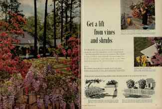 Better Homes & Gardens April 1956 Magazine Article: Get a lift from vines and shrubs