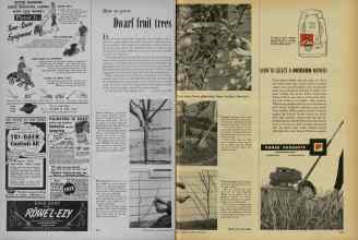Better Homes & Gardens April 1956 Magazine Article: How to grow Dwarf fruit trees