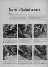 Better Homes & Gardens May 1956 Magazine Article: You can't afford not to mulch
