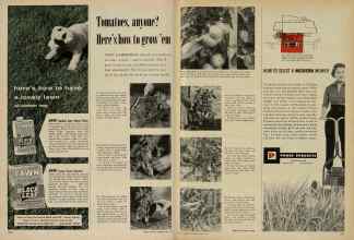 Better Homes & Gardens May 1956 Magazine Article: Tomatoes, anyone? Here's how to grow 'em