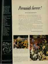 Better Homes & Gardens June 1956 Magazine Article: Perennials forever!