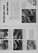 Better Homes & Gardens June 1956 Magazine Article: Gold-tender plants to bolster your summer border