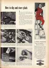 Better Homes & Gardens September 1956 Magazine Article: How to dig and store glads