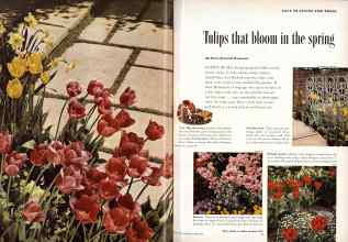 Better Homes & Gardens October 1956 Magazine Article: Tulips that bloom in the spring