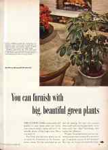 Better Homes & Gardens November 1956 Magazine Article: You can furnish with big, beautiful green plants