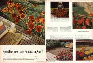 Better Homes & Gardens January 1957 Magazine Article: Sparkling new--and so easy to grow!