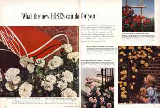 Better Homes & Gardens February 1957 Magazine Article: What the new ROSES can do for you