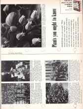 Better Homes & Gardens April 1957 Magazine Article: Plants you ought to know