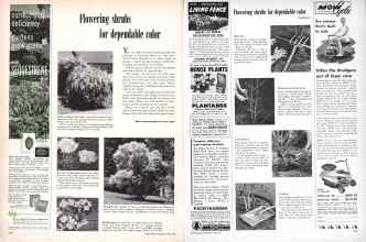 Better Homes & Gardens April 1957 Magazine Article: Flowering shrubs for dependable color