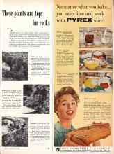 Better Homes & Gardens May 1957 Magazine Article: These plants are tops for rocks