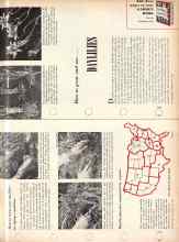 Better Homes & Gardens May 1957 Magazine Article: How to grow and use... DAYLILIES