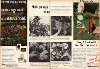 Better Homes & Gardens May 1957 Magazine Article: Shrubs you ought to know