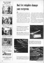 Better Homes & Gardens June 1957 Magazine Article: Don't let redspiders damage your evergreens