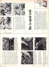 Better Homes & Gardens June 1957 Magazine Article: How to control weeds