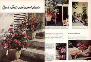 Better Homes & Gardens June 1957 Magazine Article: Quick effects with potted plants