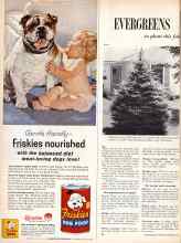 Better Homes & Gardens September 1957 Magazine Article: EVERGREENS to plant this fall