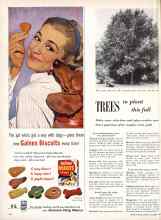 Better Homes & Gardens October 1957 Magazine Article: TREES to plant this fall
