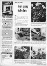 Better Homes & Gardens October 1957 Magazine Article: How to plant Your spring bulb show