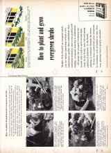 Better Homes & Gardens October 1957 Magazine Article: How to plant and grow evergreen shrubs