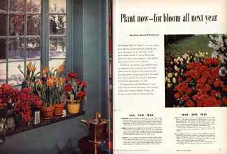 Better Homes & Gardens October 1957 Magazine Article: Plant now--for bloom all next year