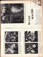 Better Homes & Gardens November 1957 Magazine Article: How to grow and use LILIES