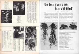 Better Homes & Gardens November 1957 Magazine Article: Page 224