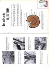 Better Homes & Gardens February 1958 Magazine Article: How and why to PRUNE TREES