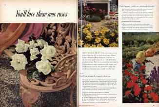 Better Homes & Gardens February 1958 Magazine Article: You'll love these new roses