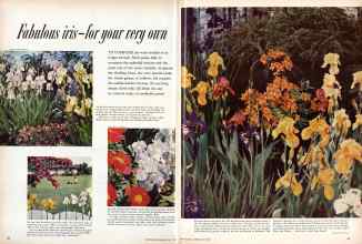 Better Homes & Gardens May 1958 Magazine Article: Fabulous iris-for your very own
