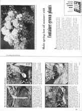 Better Homes & Gardens June 1958 Magazine Article: Make spring last all summer with CONTAINER-growth plants