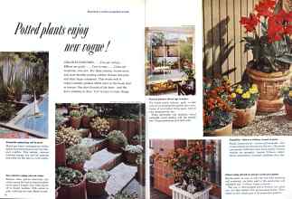 Better Homes & Gardens June 1958 Magazine Article: Potted plants enjoy new vogue!