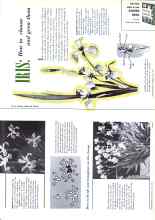Better Homes & Gardens July 1958 Magazine Article: IRIS: How to choose and grow them