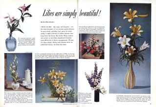 Better Homes & Gardens August 1958 Magazine Article: Lilies are simply beautiful!