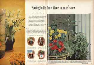 Better Homes & Gardens October 1958 Magazine Article: Spring bulbs for a three months' show
