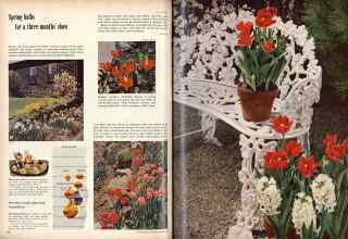 Better Homes & Gardens October 1958 Magazine Article: Spring bulbs for a three months' show