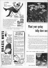 Better Homes & Gardens November 1958 Magazine Article: Plant your spring tulip show now