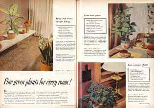 Better Homes & Gardens November 1958 Magazine Article: Fine green plants for every room!