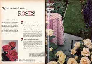 Better Homes & Gardens February 1959 Magazine Article: Bigger--better--lovelier ROSES