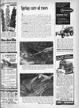 Better Homes & Gardens April 1959 Magazine Article: Spring care of roses