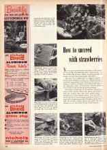 Better Homes & Gardens April 1959 Magazine Article: How to succeed with strawberries