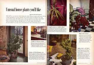 Better Homes & Gardens November 1959 Magazine Article: Unusual house plants you'll like