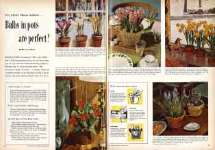 Better Homes & Gardens November 1959 Magazine Article: Bulbs in pots are perfect!