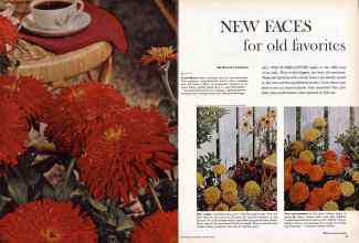 Better Homes & Gardens January 1960 Magazine Article: NEW FACES for old favorites