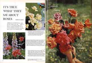 Better Homes & Gardens February 1960 Magazine Article: IT'S TRUE WHAT THEY SAY ABOUT ROSES