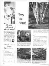 Better Homes & Gardens March 1960 Magazine Article: Trees in a cluster!