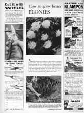 Better Homes & Gardens April 1960 Magazine Article: How to grow better PEONIES