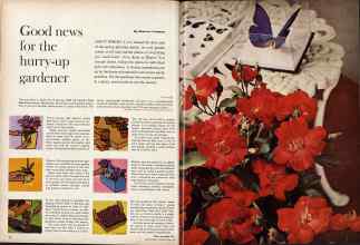 Better Homes & Gardens June 1960 Magazine Article: Good news for the hurry-up gardener
