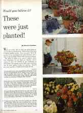 Better Homes & Gardens September 1960 Magazine Article: These were just planted!